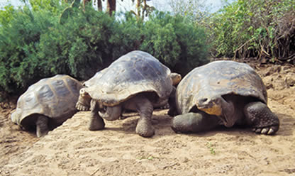 Viajes a QUITO Y LA SIERRA ECUATORIANA 2025 en español | Agencia de Viajes Festival Viajes a QUITO Y LA SIERRA ECUATORIANA 2025 en español | Agencia de Viajes Festival