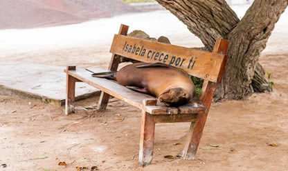 Viajes a ECUADOR SIN LIMITES 2025 en español | Agencia de Viajes Festival Viajes a ECUADOR SIN LIMITES 2025 en español | Agencia de Viajes Festival