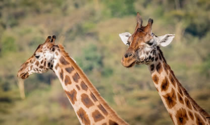 Tour a SUDÁFRICA IMPRESCINDIBLE Y CATARATAS VICTORIA 2025 en español | Tours a todo el mundo Tour a SUDÁFRICA IMPRESCINDIBLE Y CATARATAS VICTORIA 2025 en español | Tours a todo el mundo