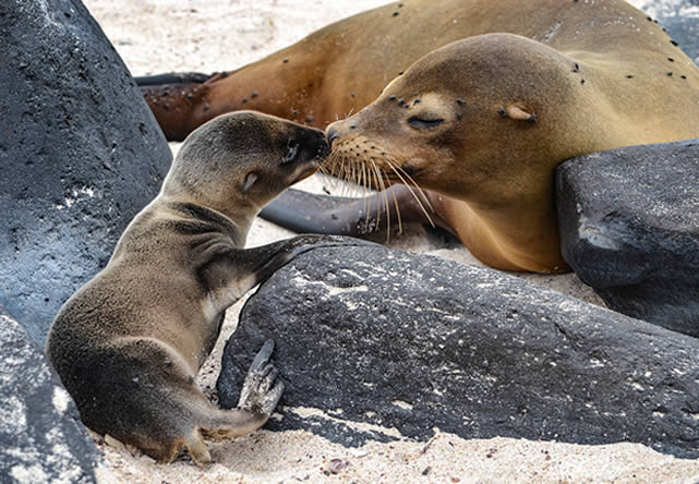 viaje a ecuador en español 2025-2026 foto del viaje a ecuador en español 2025-2026