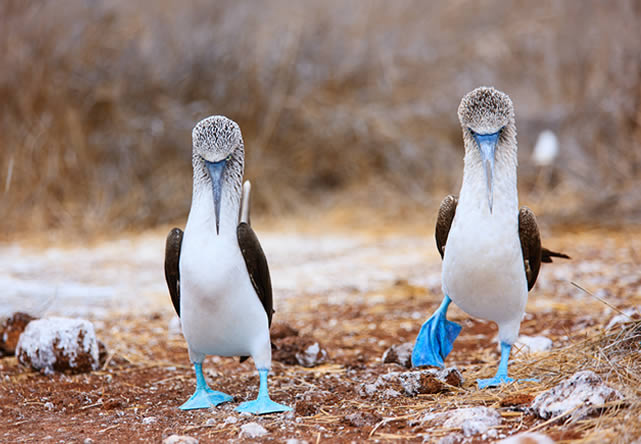 viaje a ecuador en español 2025-2026 foto del viaje a ecuador en español 2025-2026