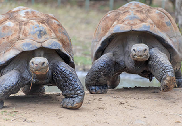 viaje a ecuador en español 2025-2026 foto del viaje a ecuador en español 2025-2026